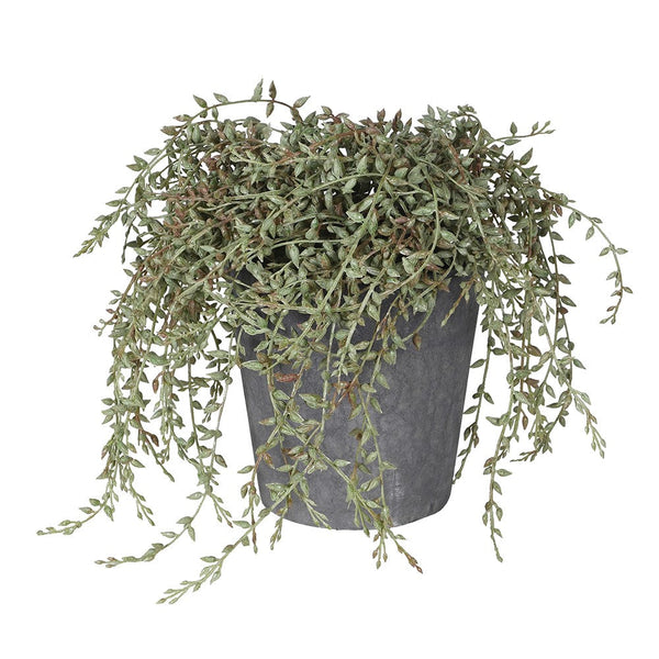 Senecio Radican in Grey Pot - Gracie Jaynes